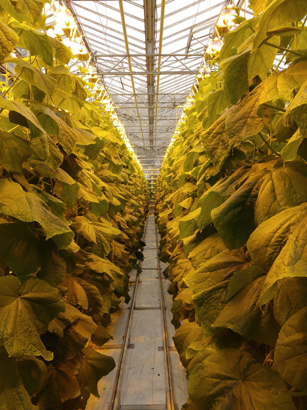 Interior view of a greenhouse with tomato plants