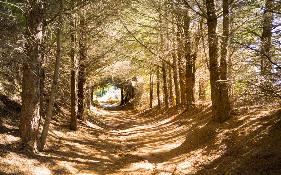 trail through tree tunnel