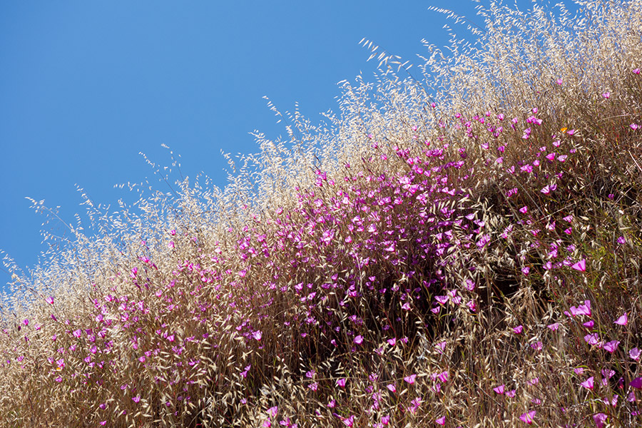 purple flowers golden grass california