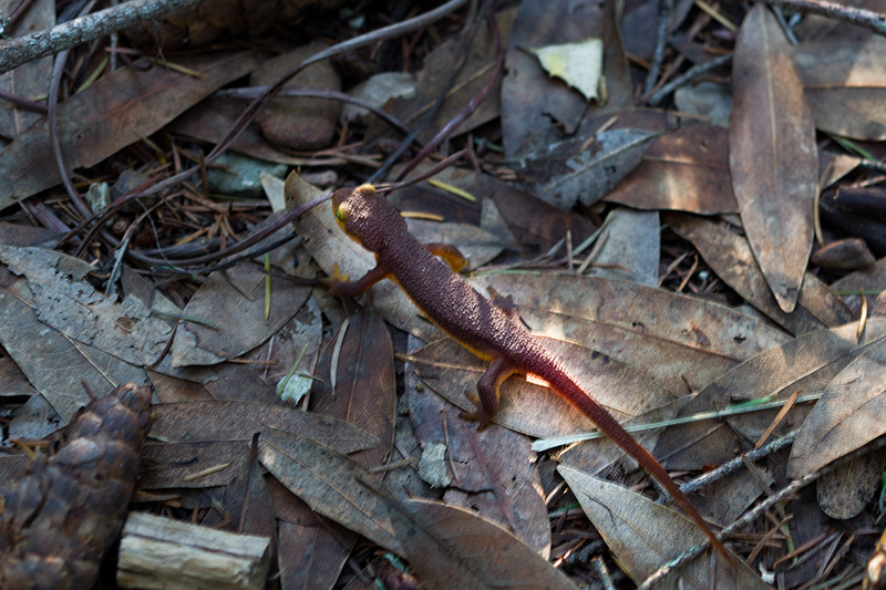 california newt