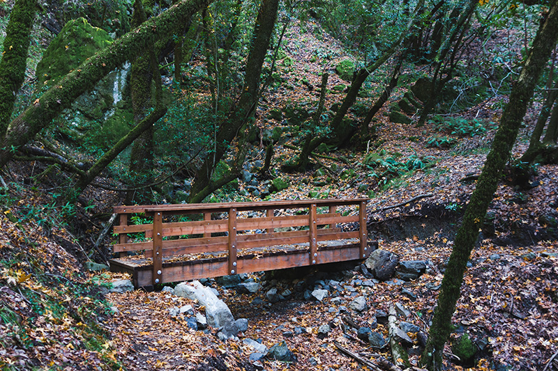 footbridge in forest with fallen leaves