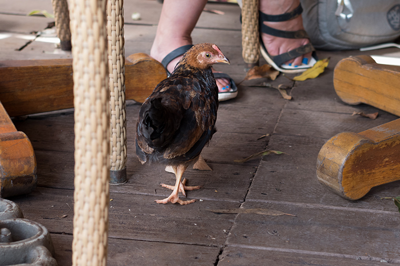 chicken under cafe table
