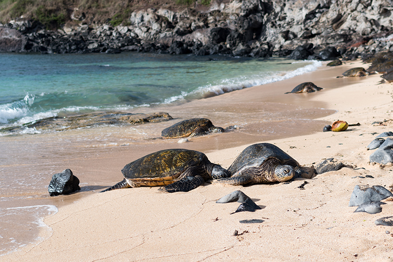 sea turtles on beach