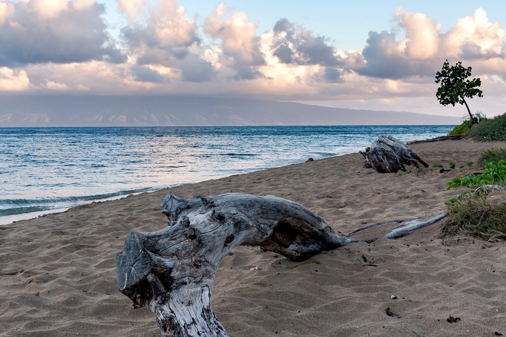 driftwood on kaanapali beach
