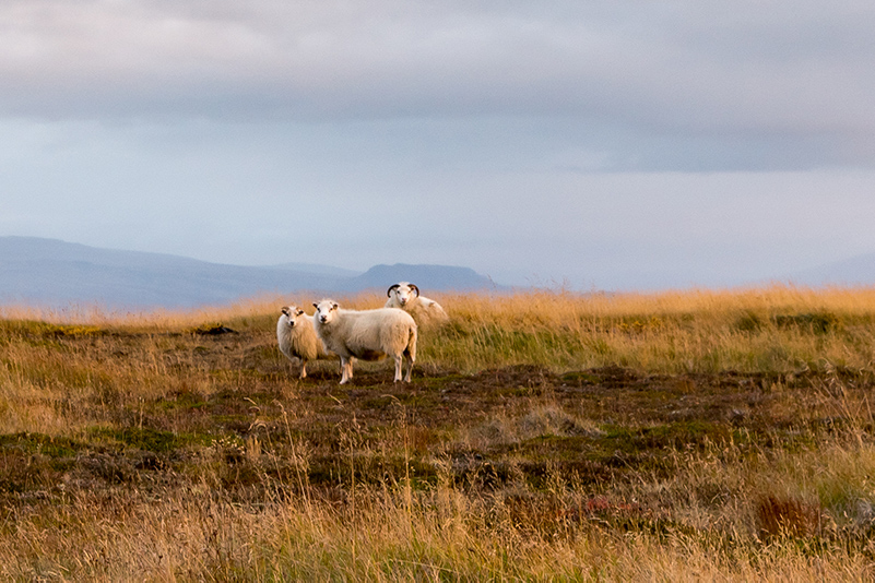 icelandic sheep in countryside