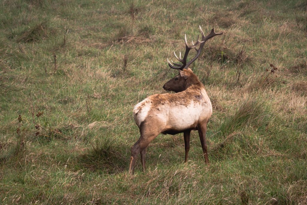 a grazing tule elk with large antlers