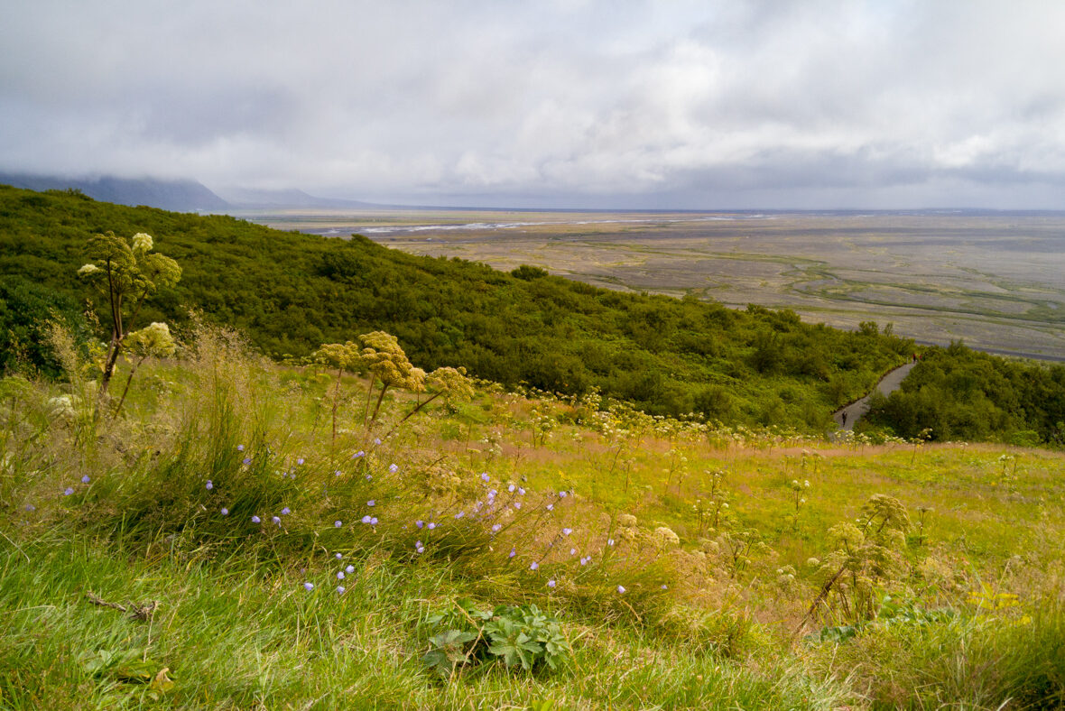 golden hillside with wildflowers